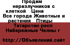 Продам 2 неразлучников с клеткой › Цена ­ 2 500 - Все города Животные и растения » Птицы   . Татарстан респ.,Набережные Челны г.